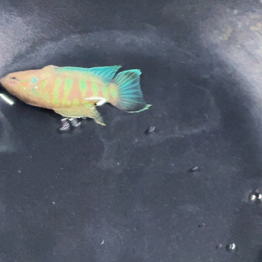 斗鱼精品国斗直播26