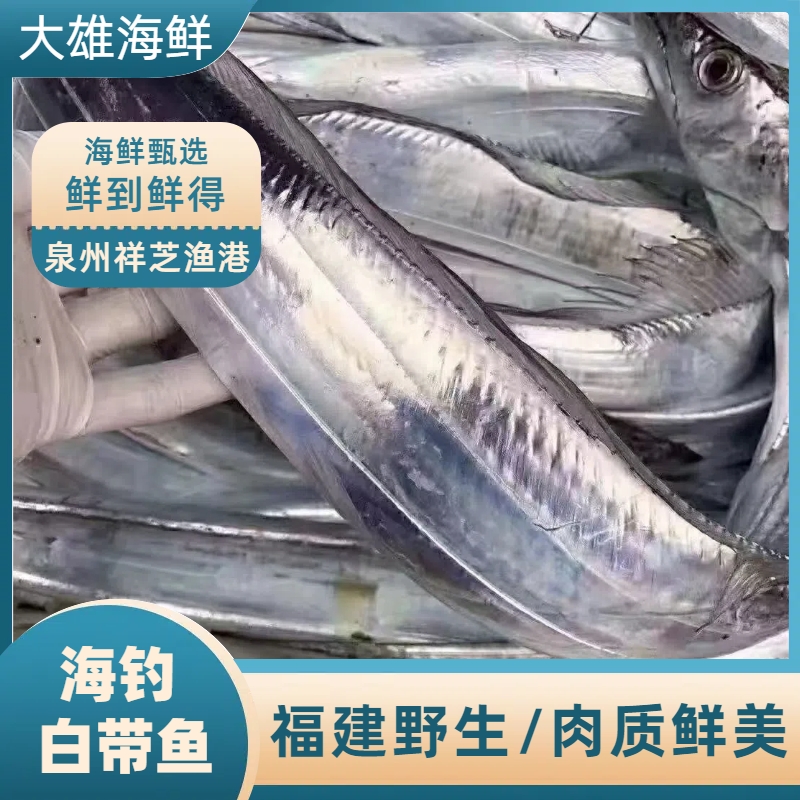 拖网带鱼  福建泉州祥芝中心渔港野生拖网网顺丰直达福利新鲜