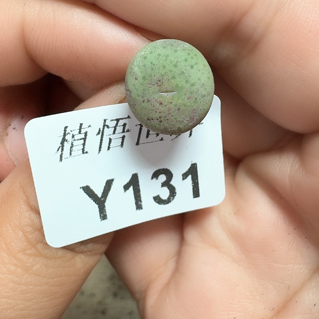 131号多肉植物哇f
