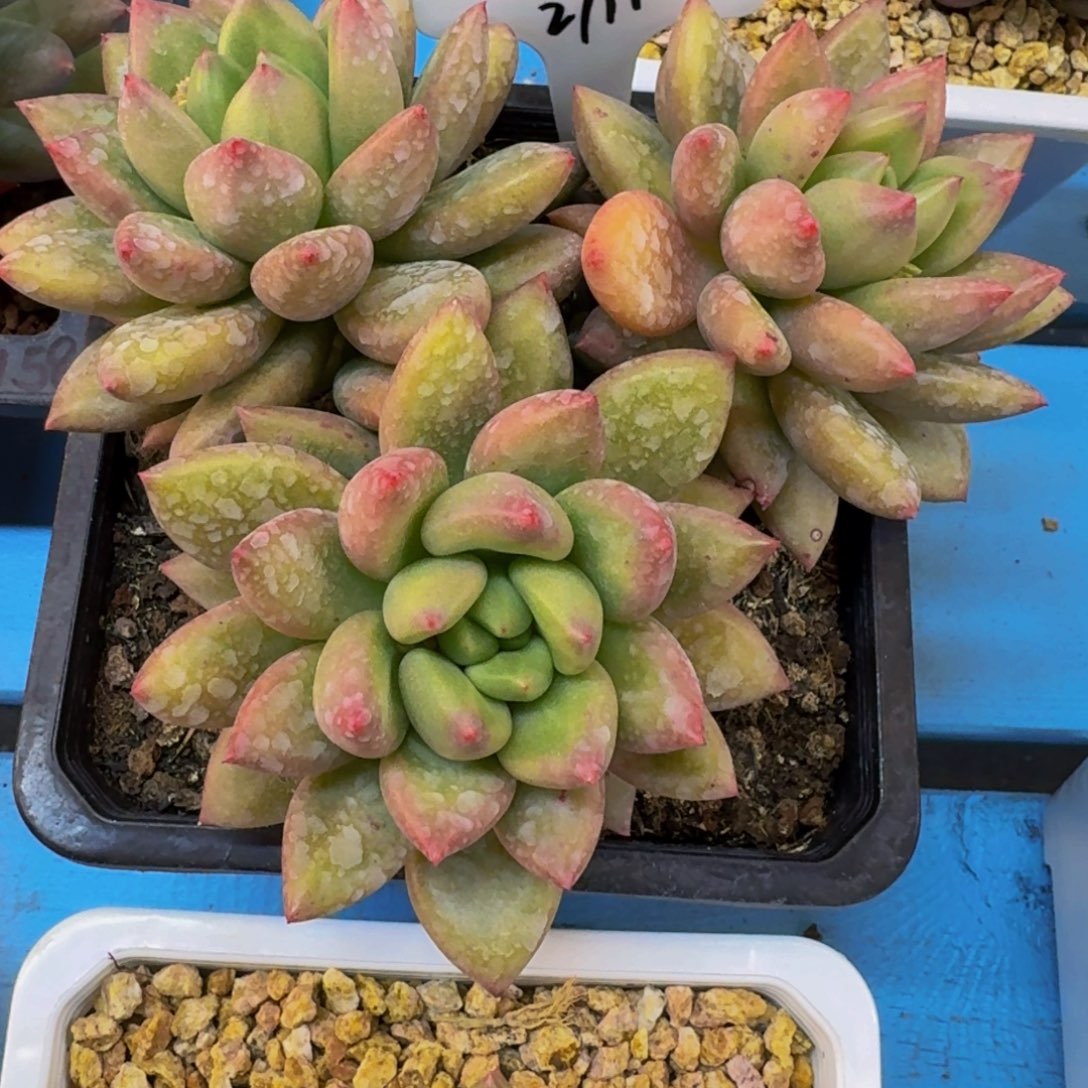 肉*嘟米其林3头发货