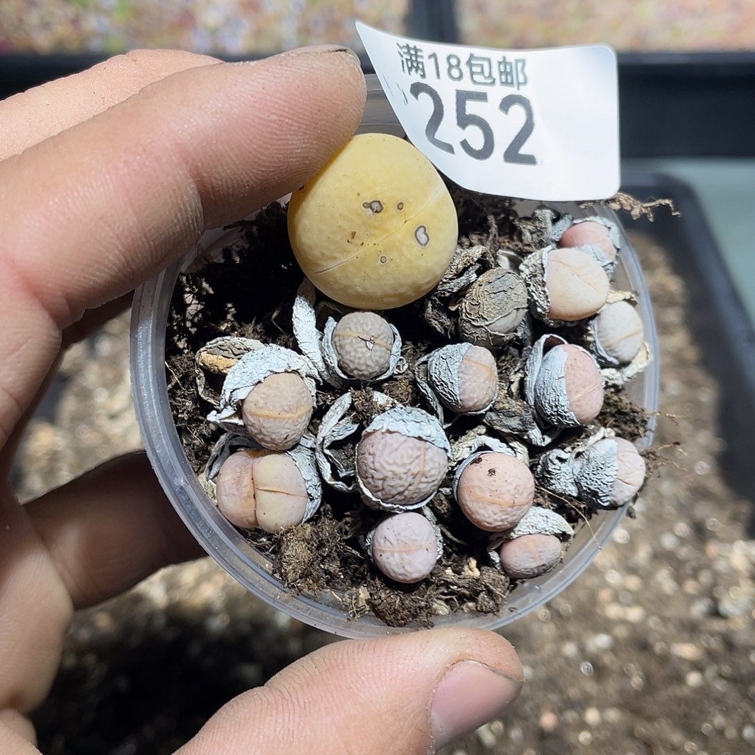 当天凑满十八元包邮生石花