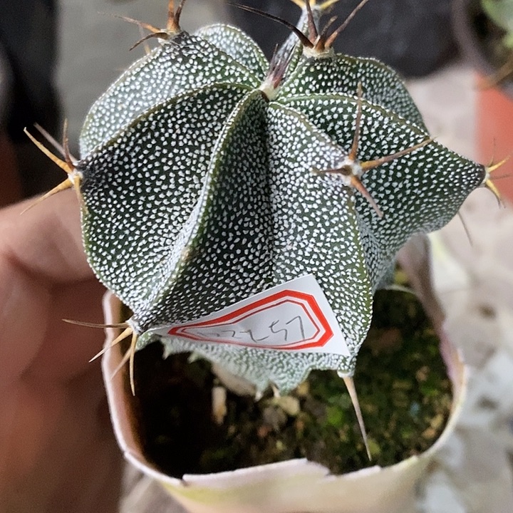 完美主义者勿拍班若122757