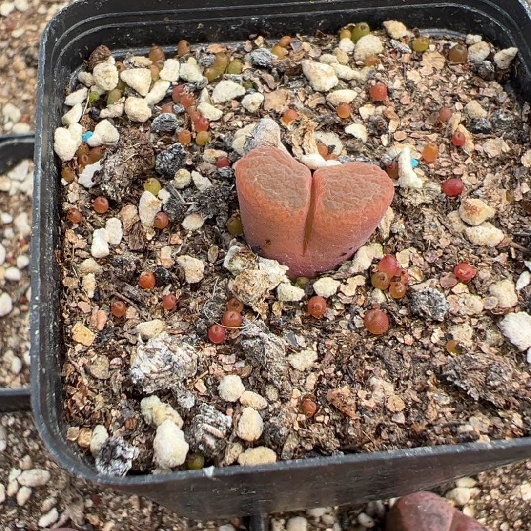 2-95肉锥多肉植物，