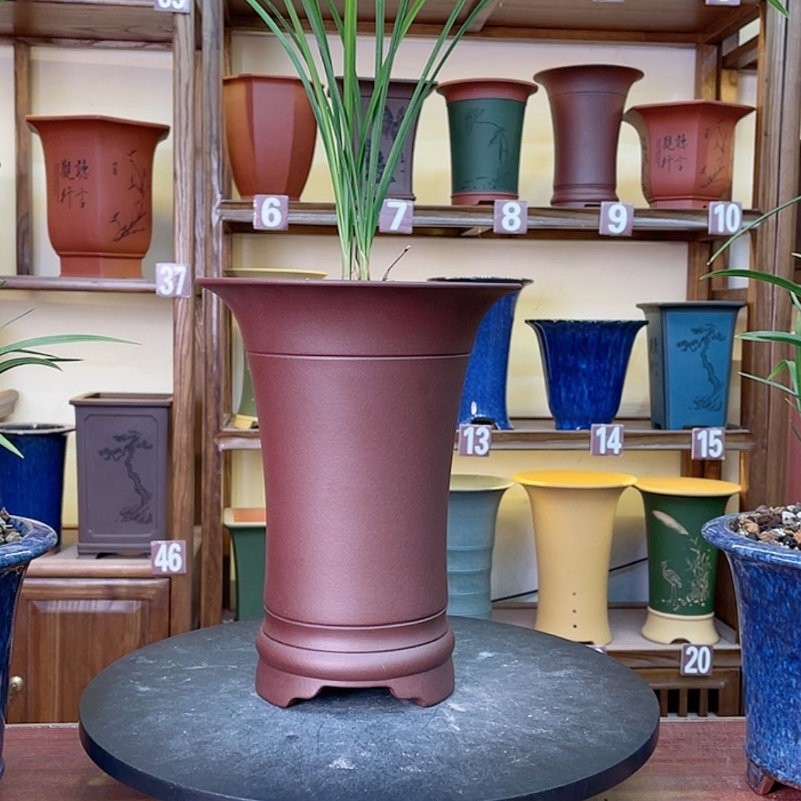 【闪购商品】紫砂花盆兰花455666222255886325