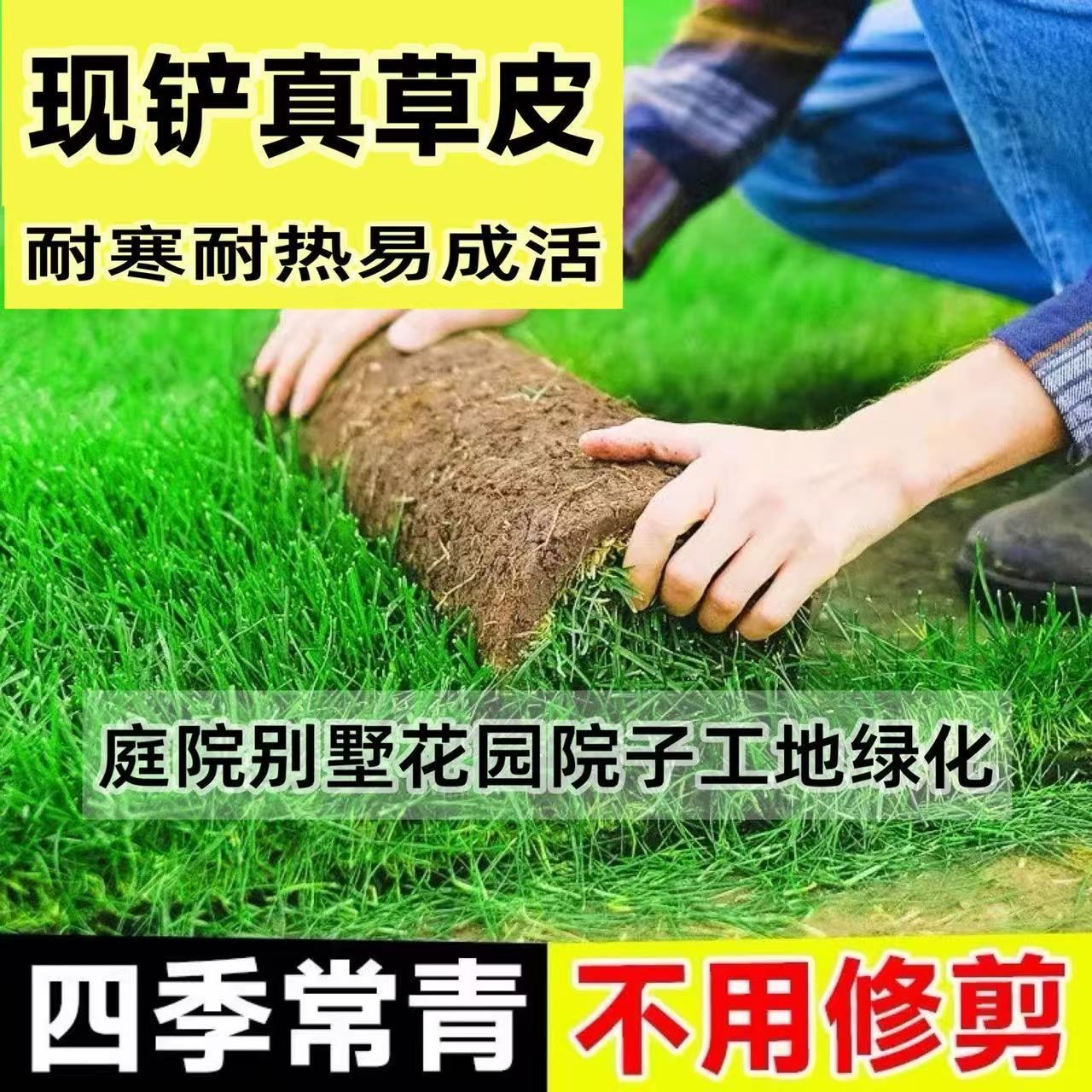 真草皮真草坪带泥土地毯草台湾草别墅庭院花园带土绿化马尼拉草坪