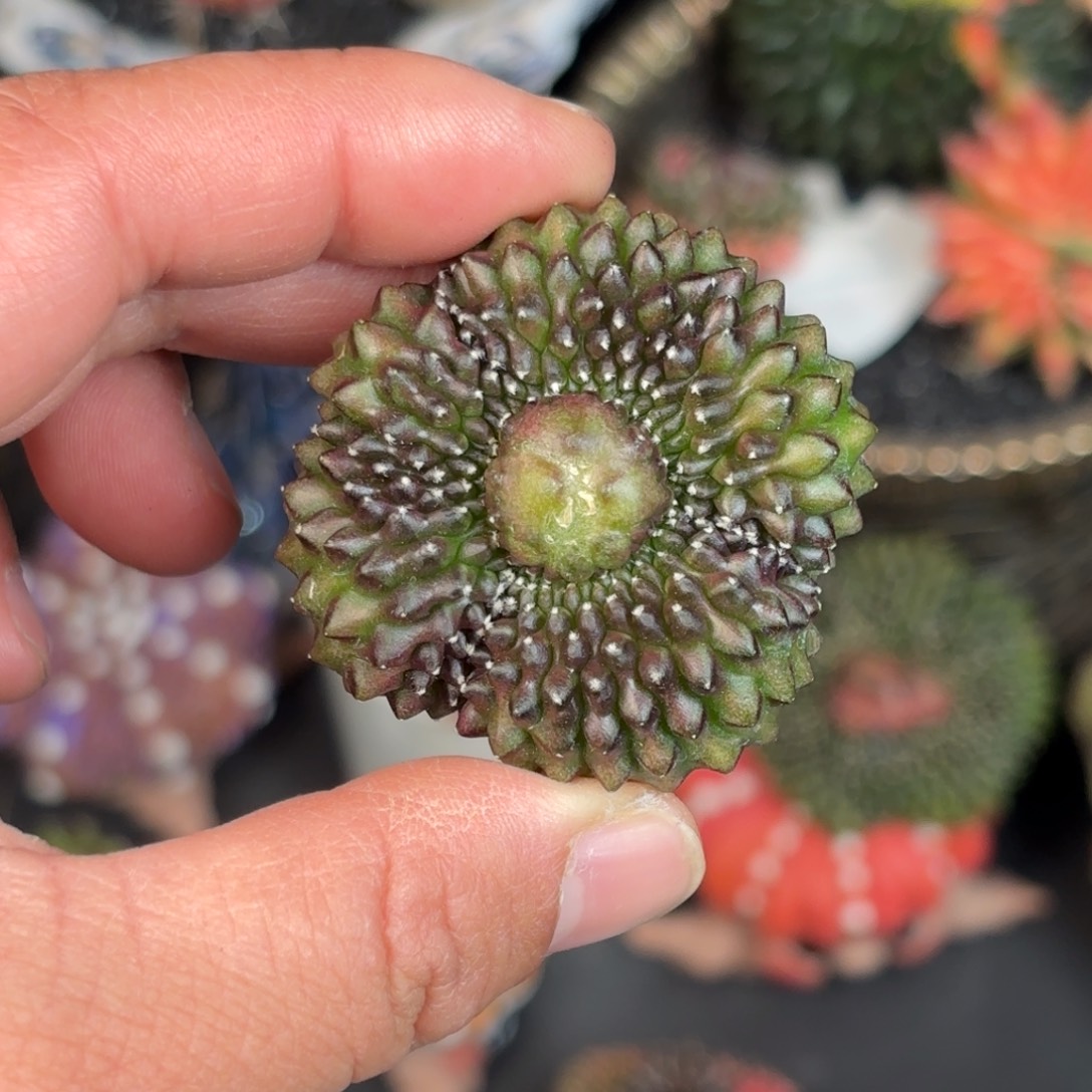 泰系米哈实生仙人球319