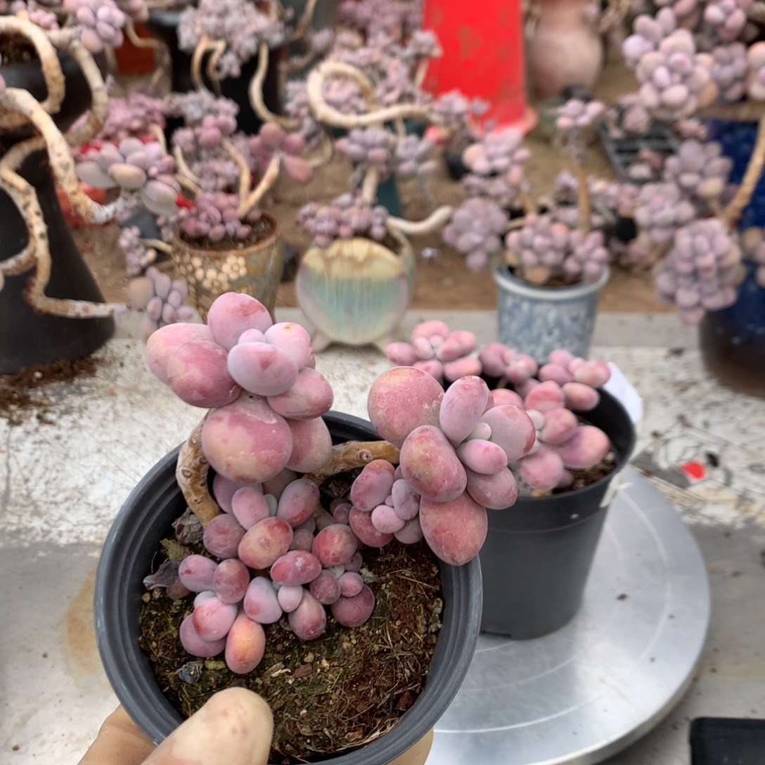 莱***装桃蛋老庄不带盆46号