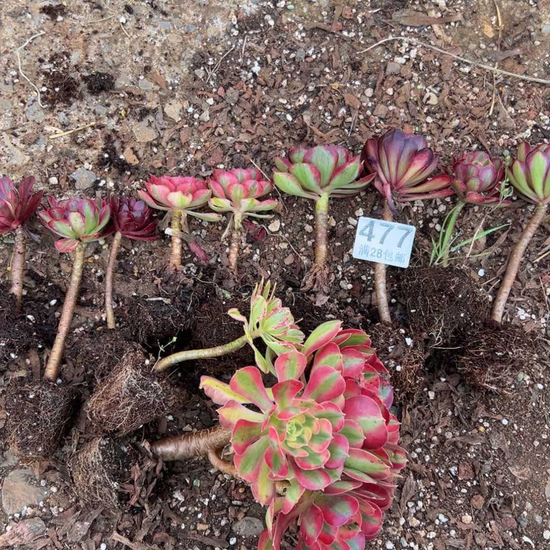 多肉植物477一堆无售后