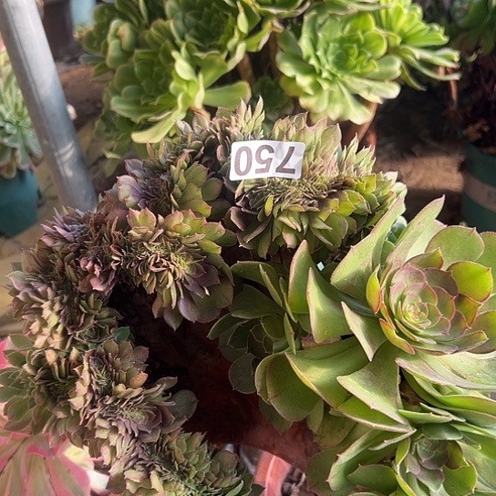 欣***冉多肉植物一个万追750