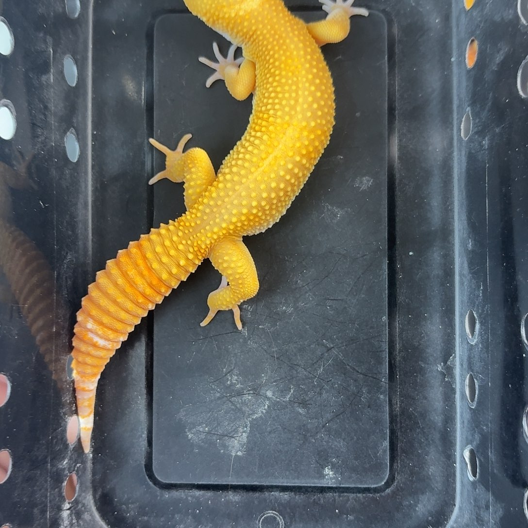 豹纹守宫不能尽快哦哦哦哦哦哦哦哦天