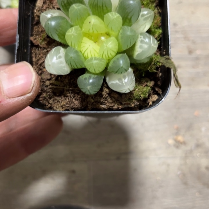 胡***嘚可爱多肉嘟嘟琥珀025