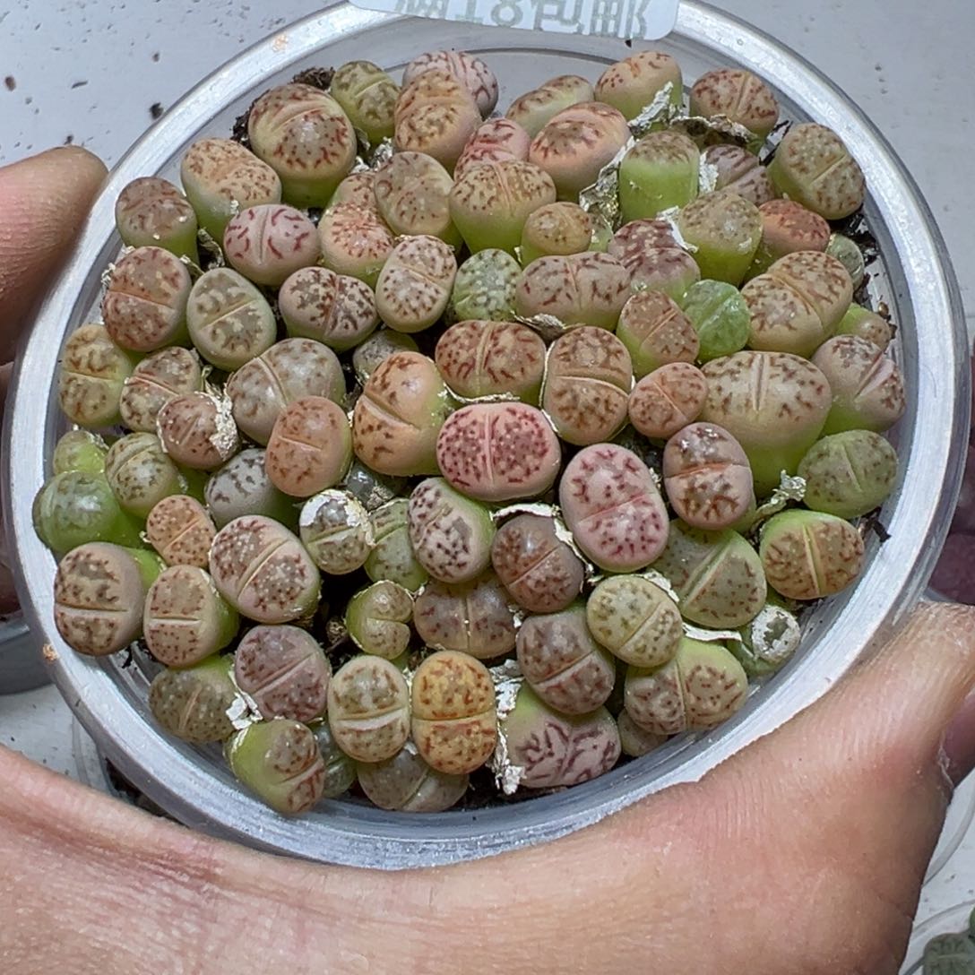 【闪购商品】 699。     