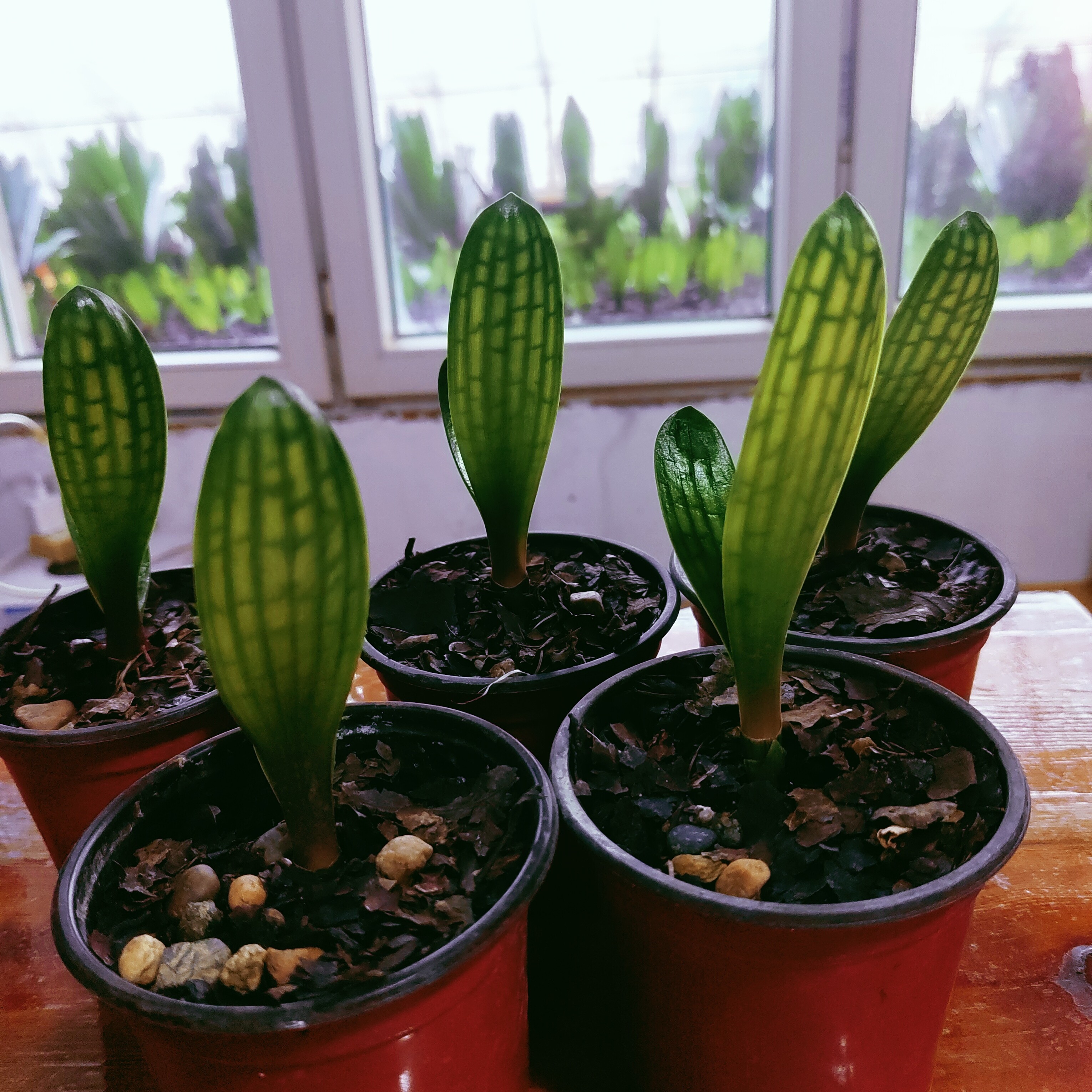 君子兰小苗适合室内养殖的绿植盆栽