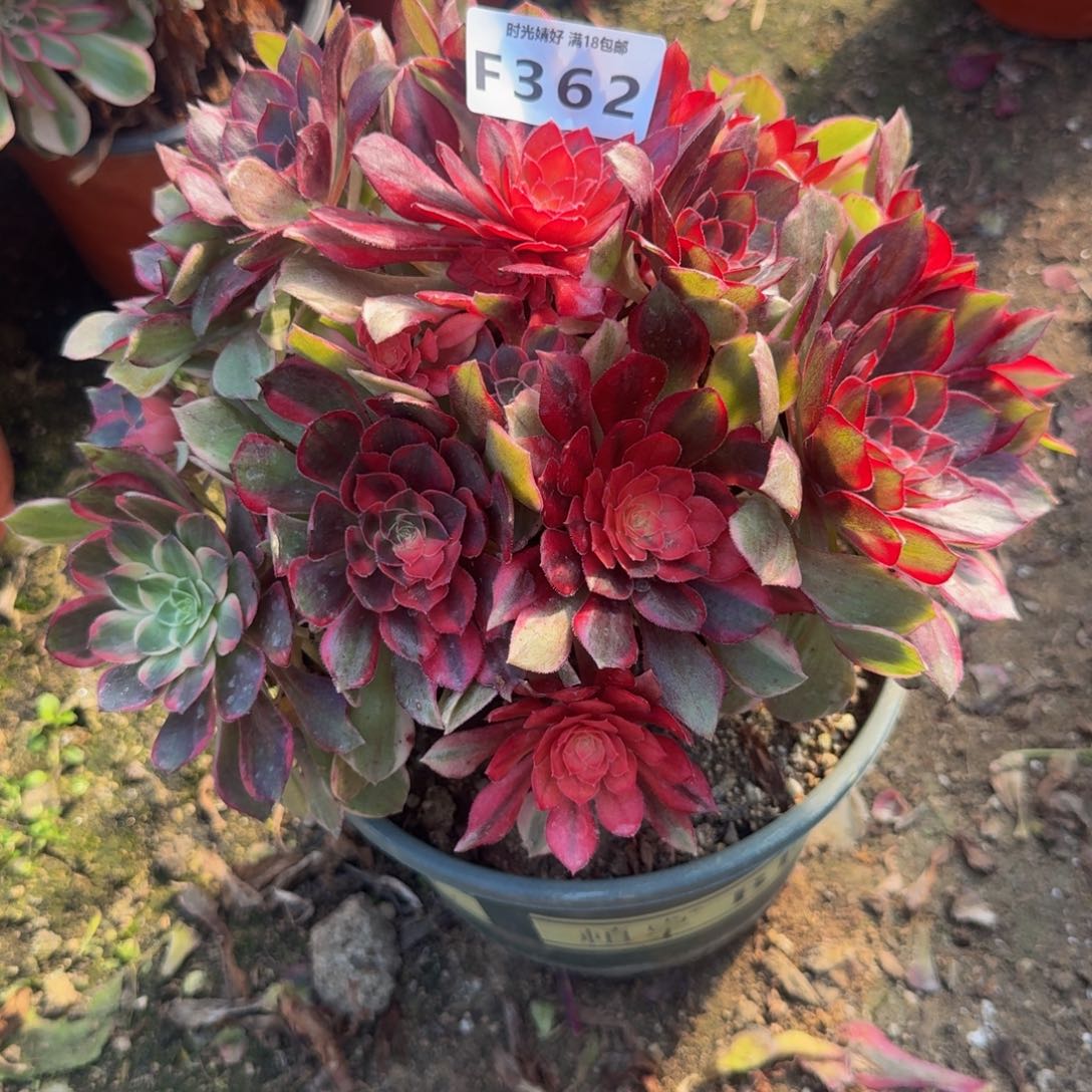 632黑魔锦 多肉植物