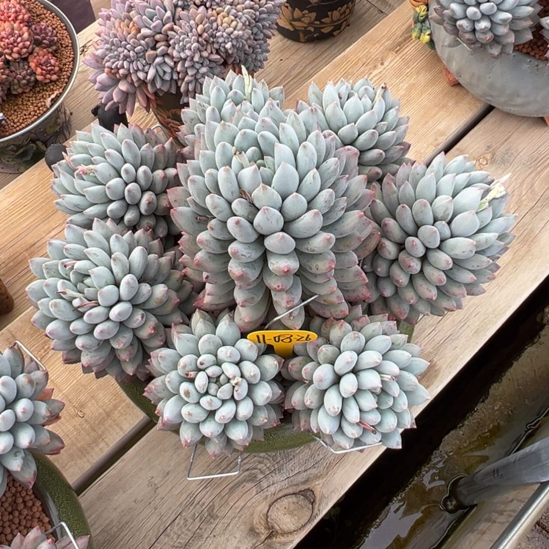 芣***一11-08-26凯普墩多肉植物