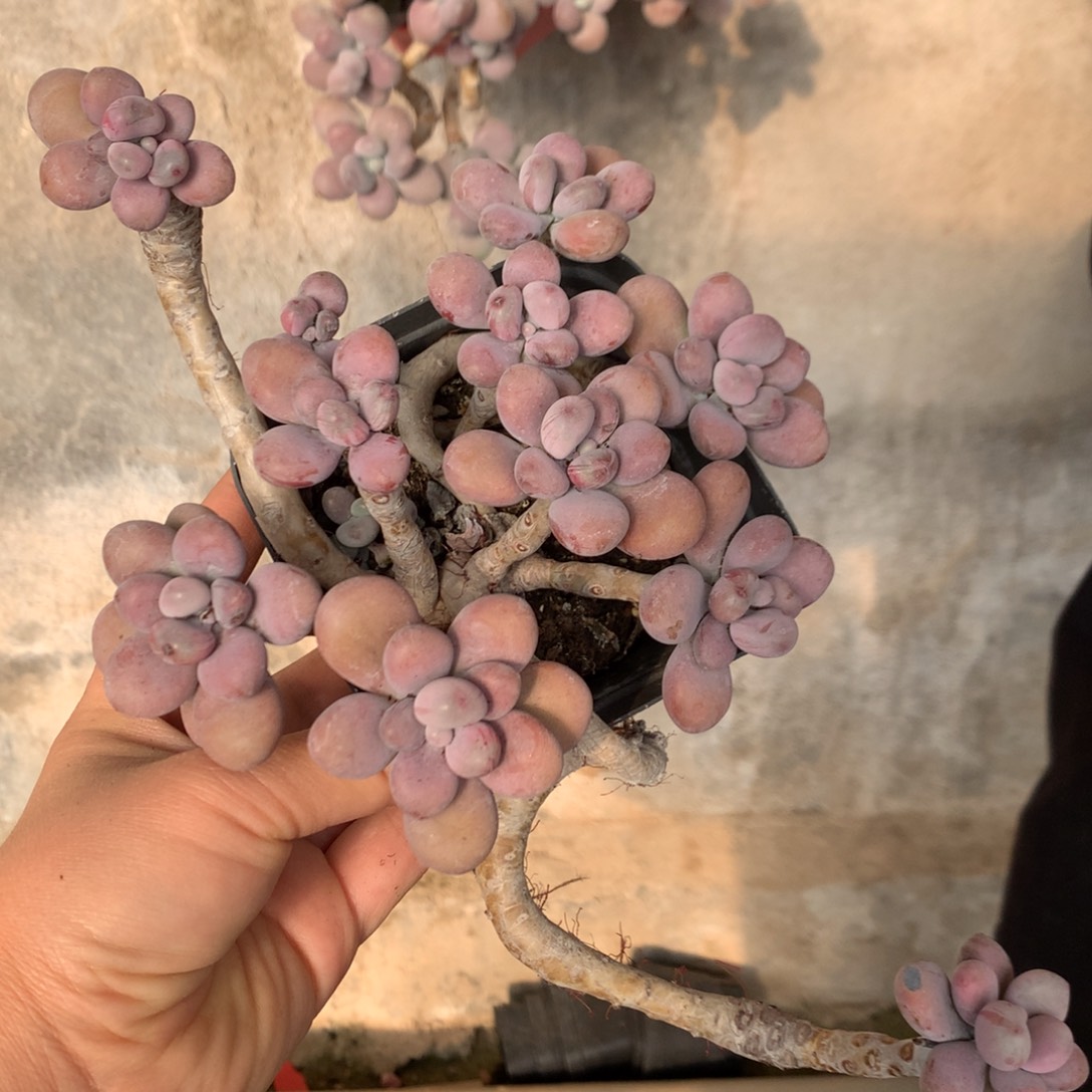 桃蛋老桩不带盆44号