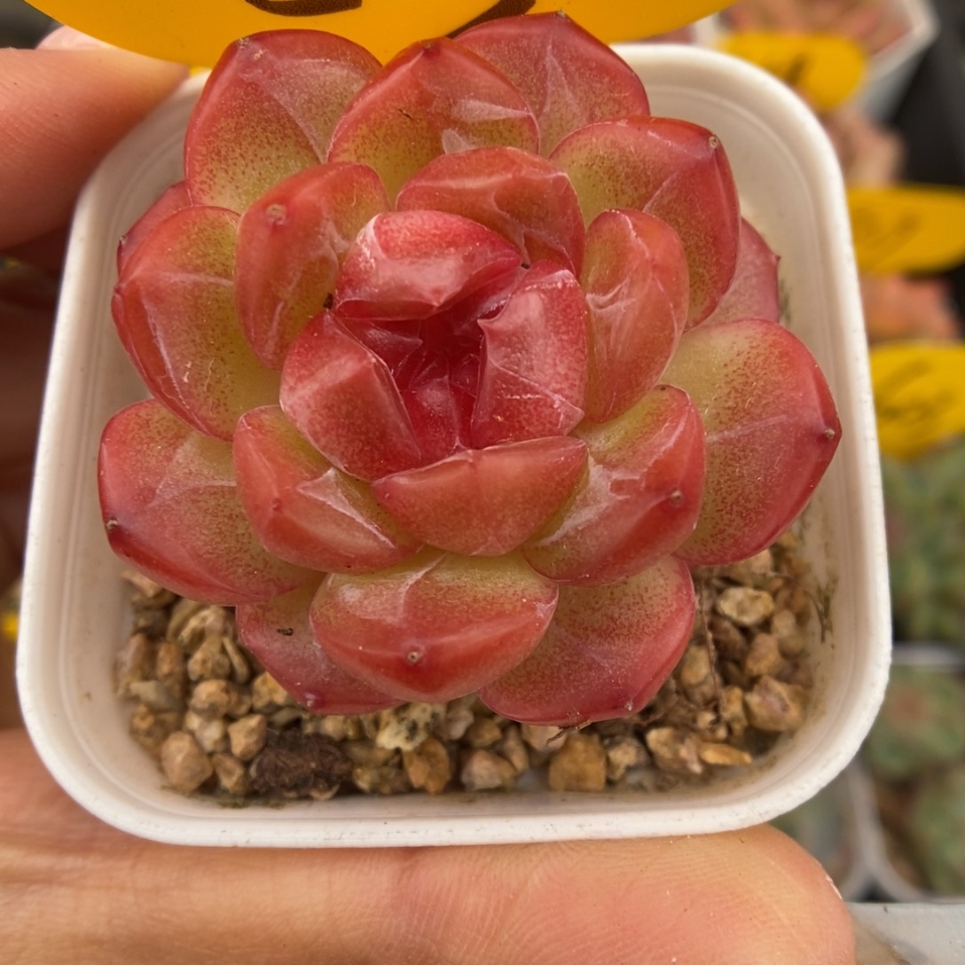 琴心可拍653号。    