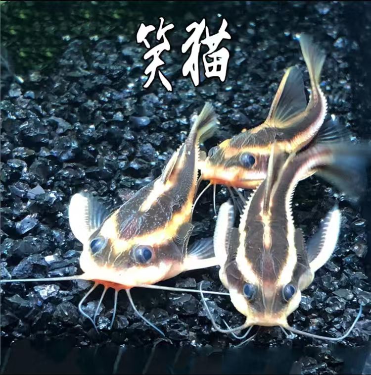 【老吴精选好物】笑猫（三单发货）