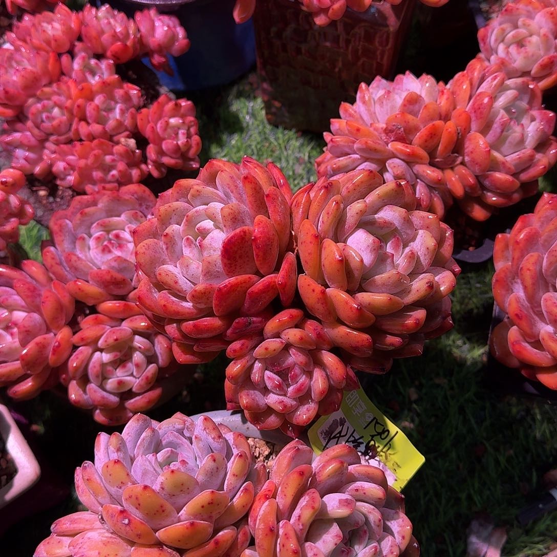 ****眸橙梦露群生带盆发货