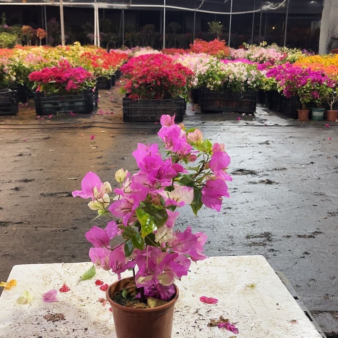 大部分花苞少量开放章红英掌中宝三颗