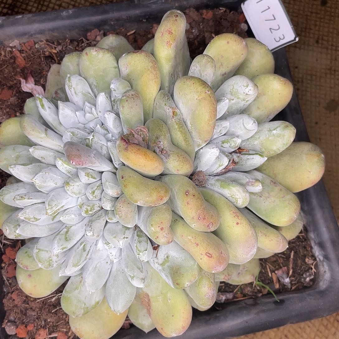 拇指大群多头11723