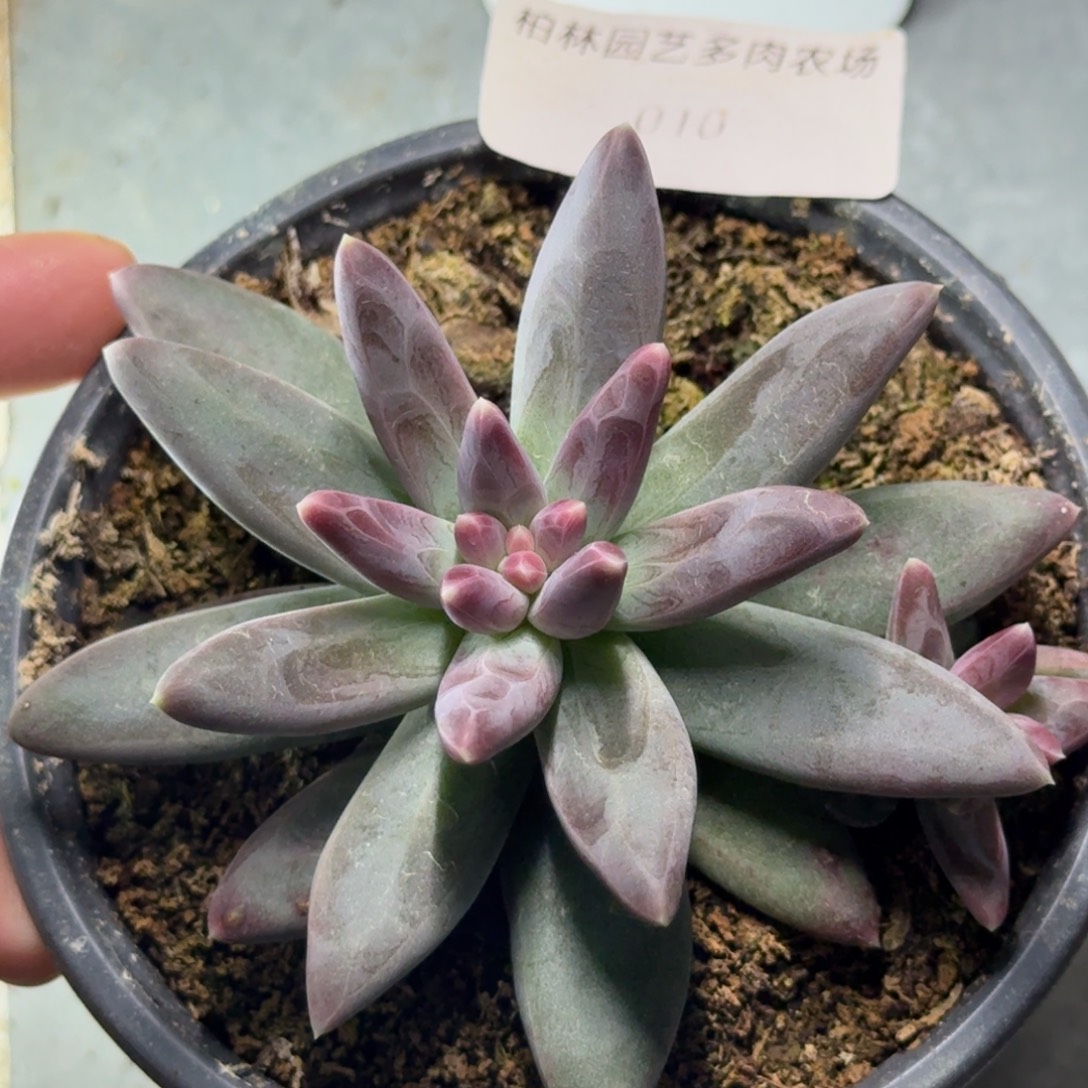 010 美人杂交 一物一拍