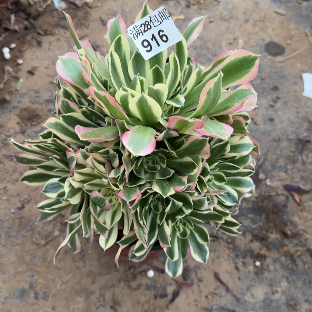 白凤多肉916满28包邮断枝不包