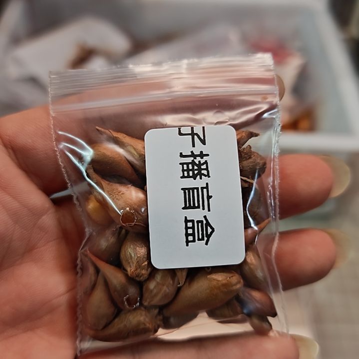 酢浆草杂交子播盲盒