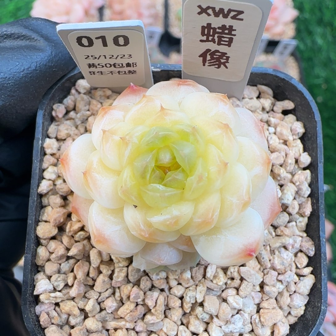 010蜡像    5厘米盆