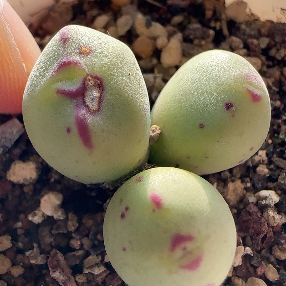 脱土发货哦28包邮25443