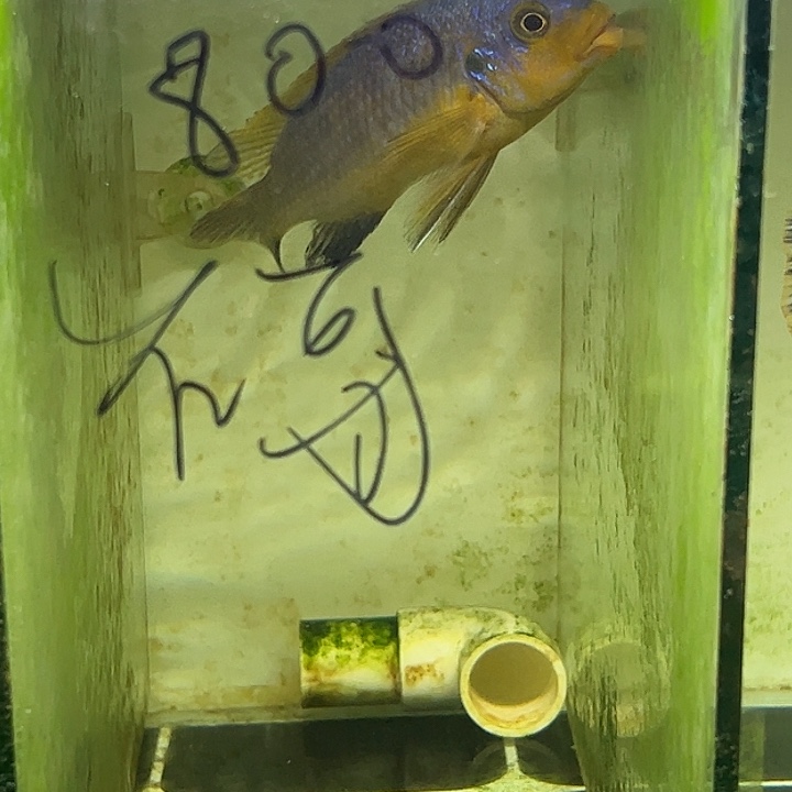 海水鱼黄腹 勾嘴 mbj 米诺斯 卡丑