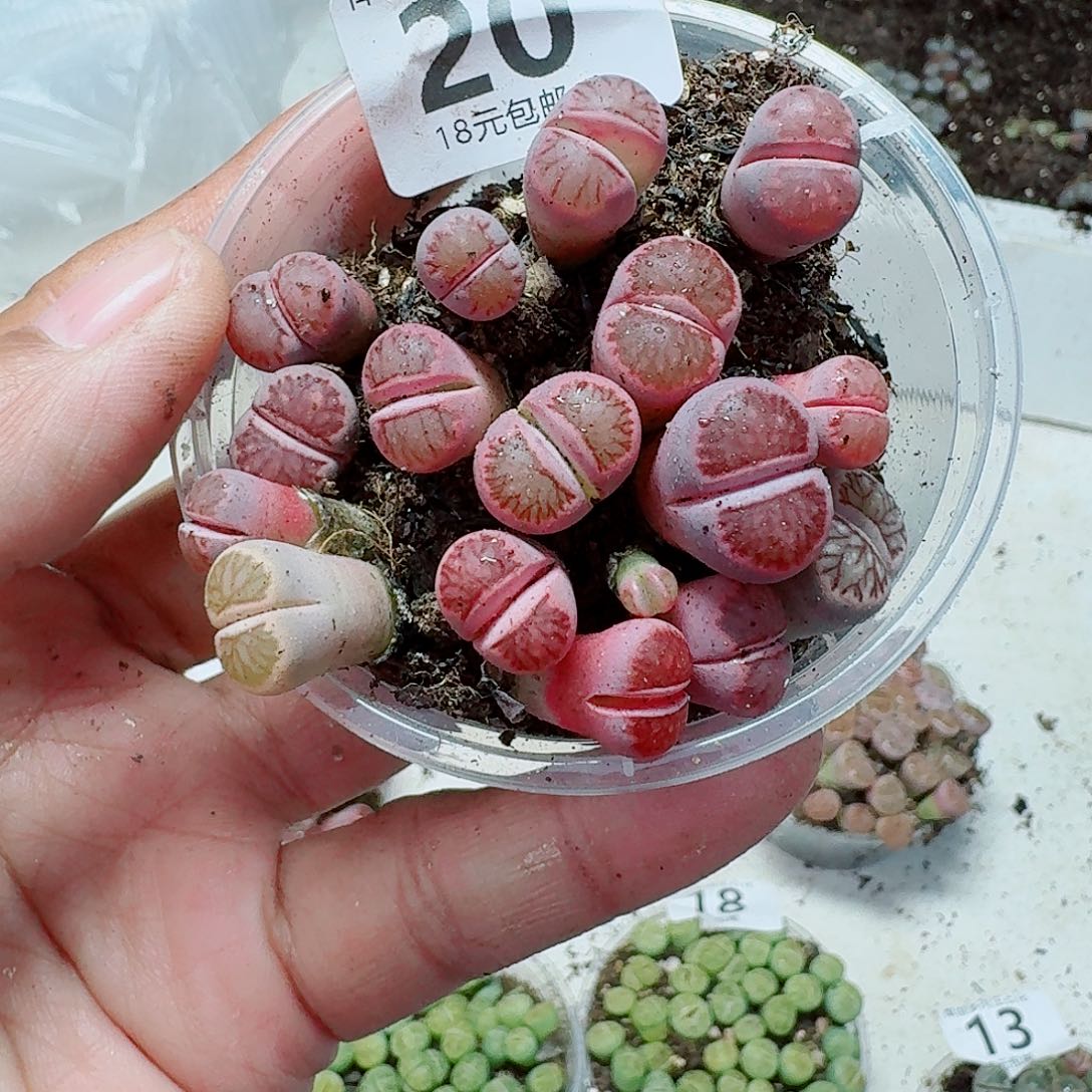 20多肉植物多肉植物