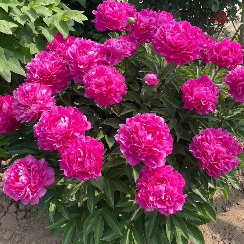 芍药（大富贵） 正宗芍药花苗盆栽菏泽发庭院5-8芽满2送1