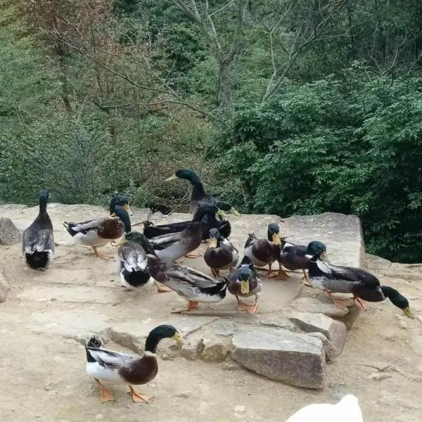 【干部助农】贵州正宗散养土鸭