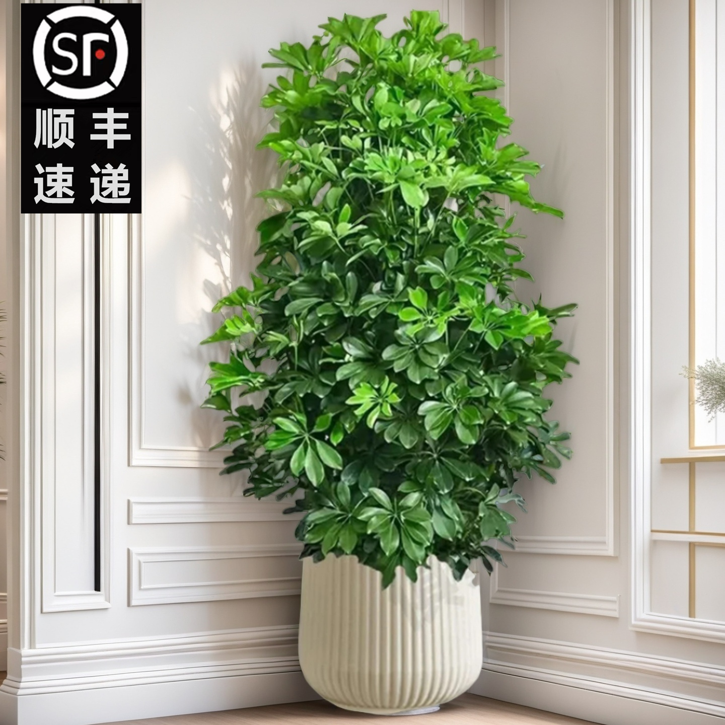 【顺丰包邮】1.1-1.3米大型八方来财鸭脚木绿植室内四季常青好养