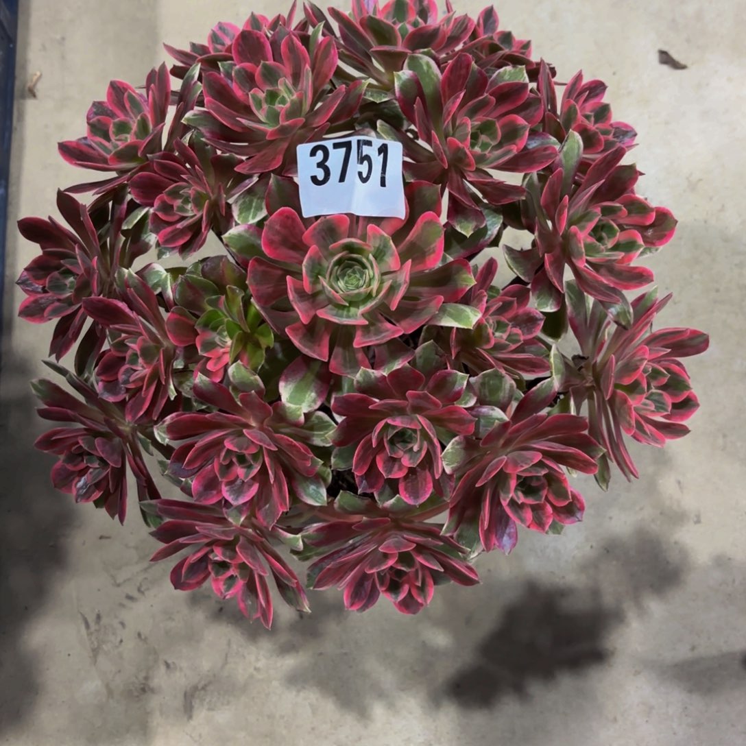 无花朵3751焕莎1111111