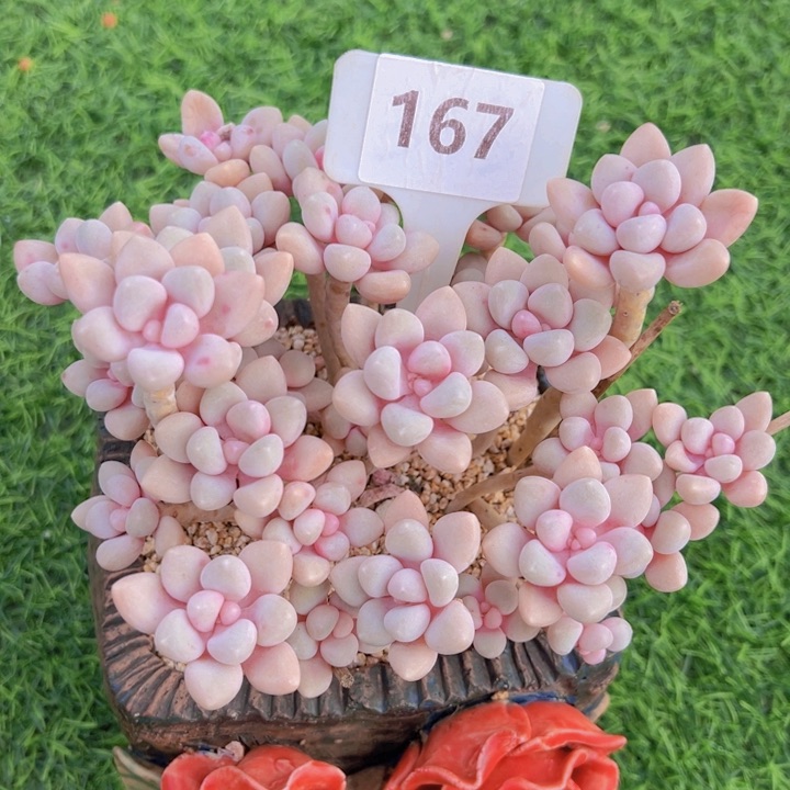 健健康康平平安安