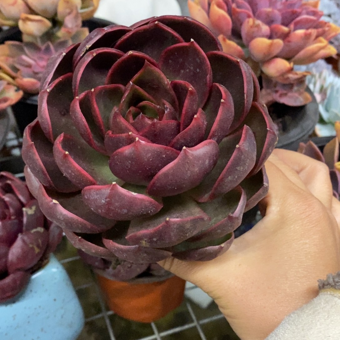 红灯大单头老桩多肉