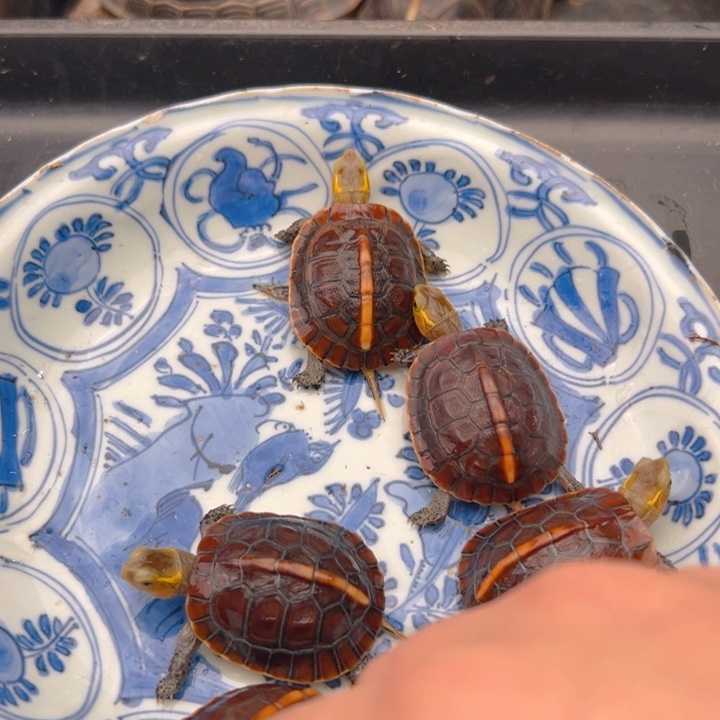 J***。啦咯啦啦啦啦喽咯