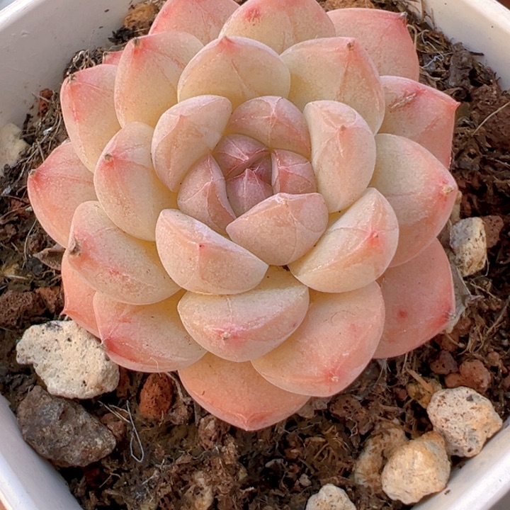 珍尼杂【一物一拍】两单包邮