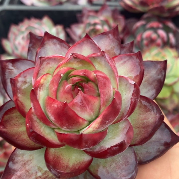 惊鸿仙子开播福利