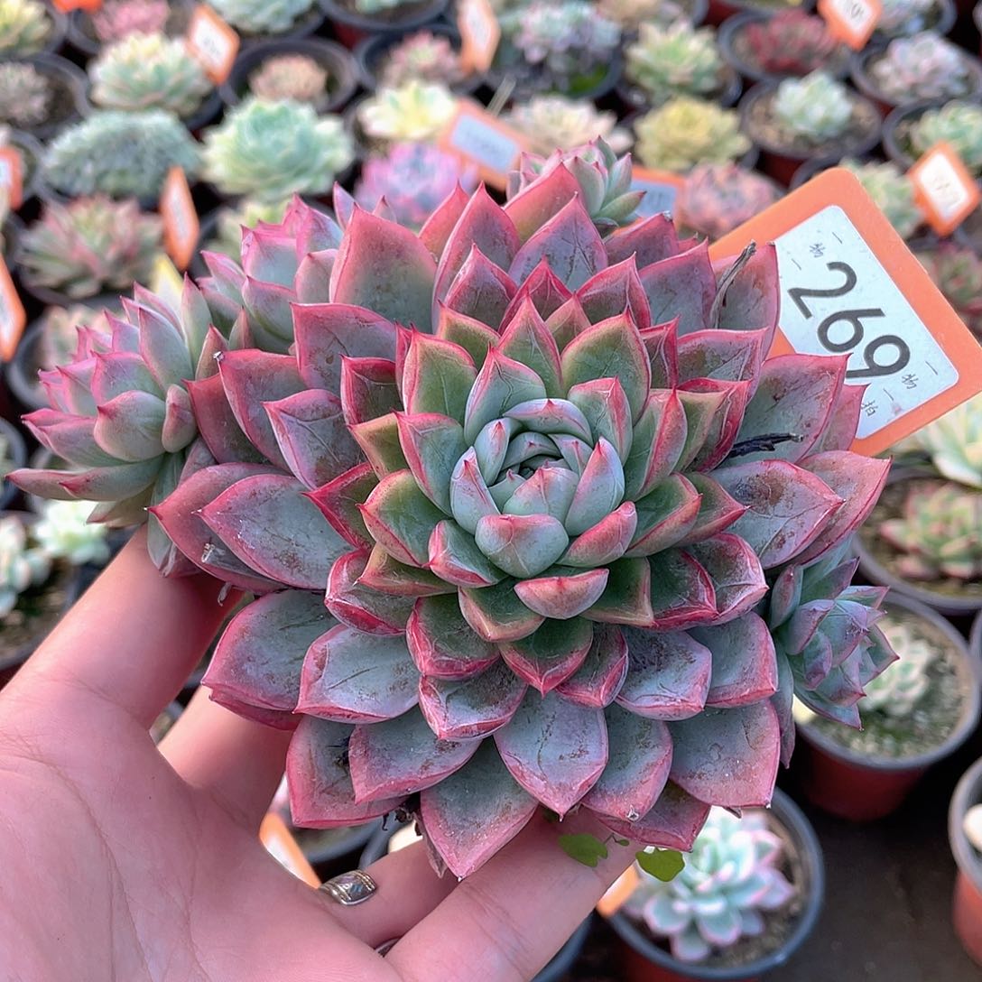 姿女王269号多肉植物