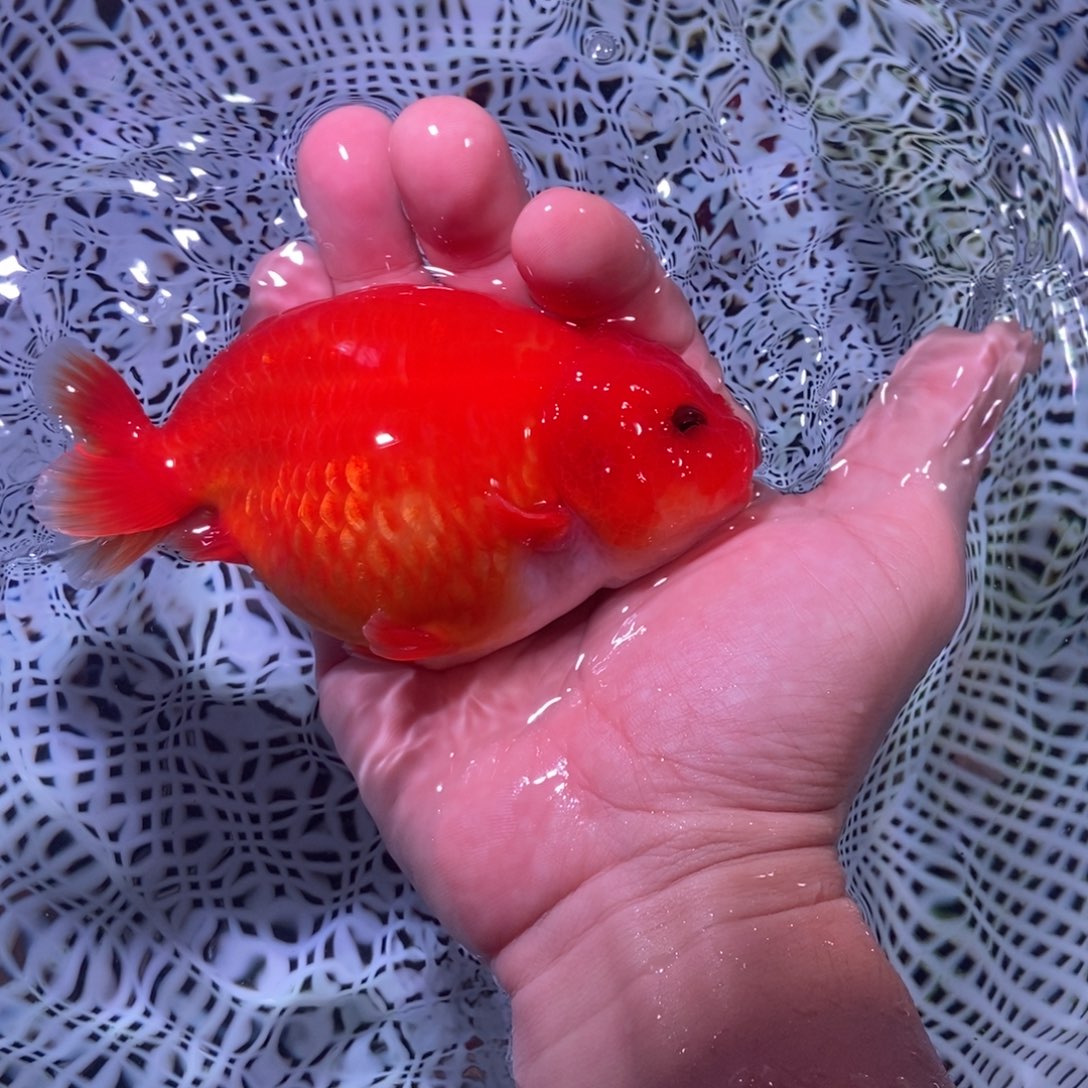 金鱼大****乐111111111111