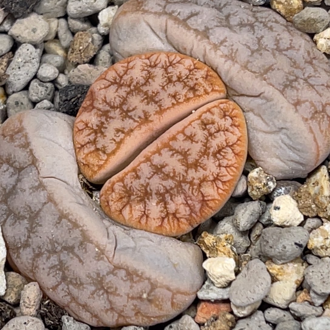 7623拿铁睫毛荒玉莲花