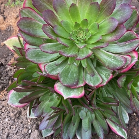 917孔雀翎满25包邮多肉