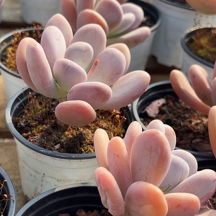   橙雪球     福利多多