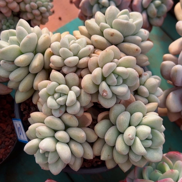 101泡泡平平安安健健康康