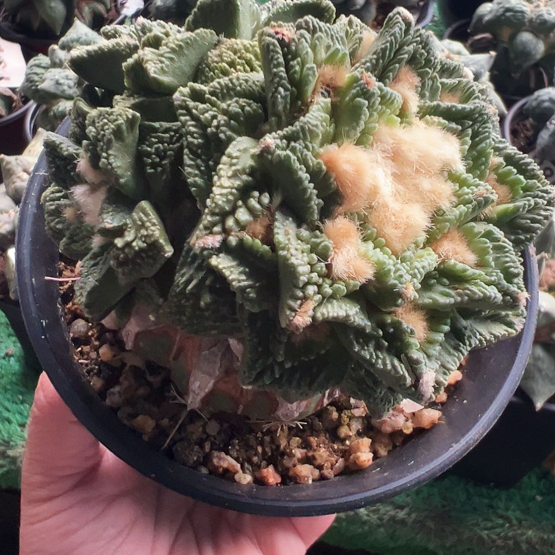 无花朵福利三头颗粒辛顿群475