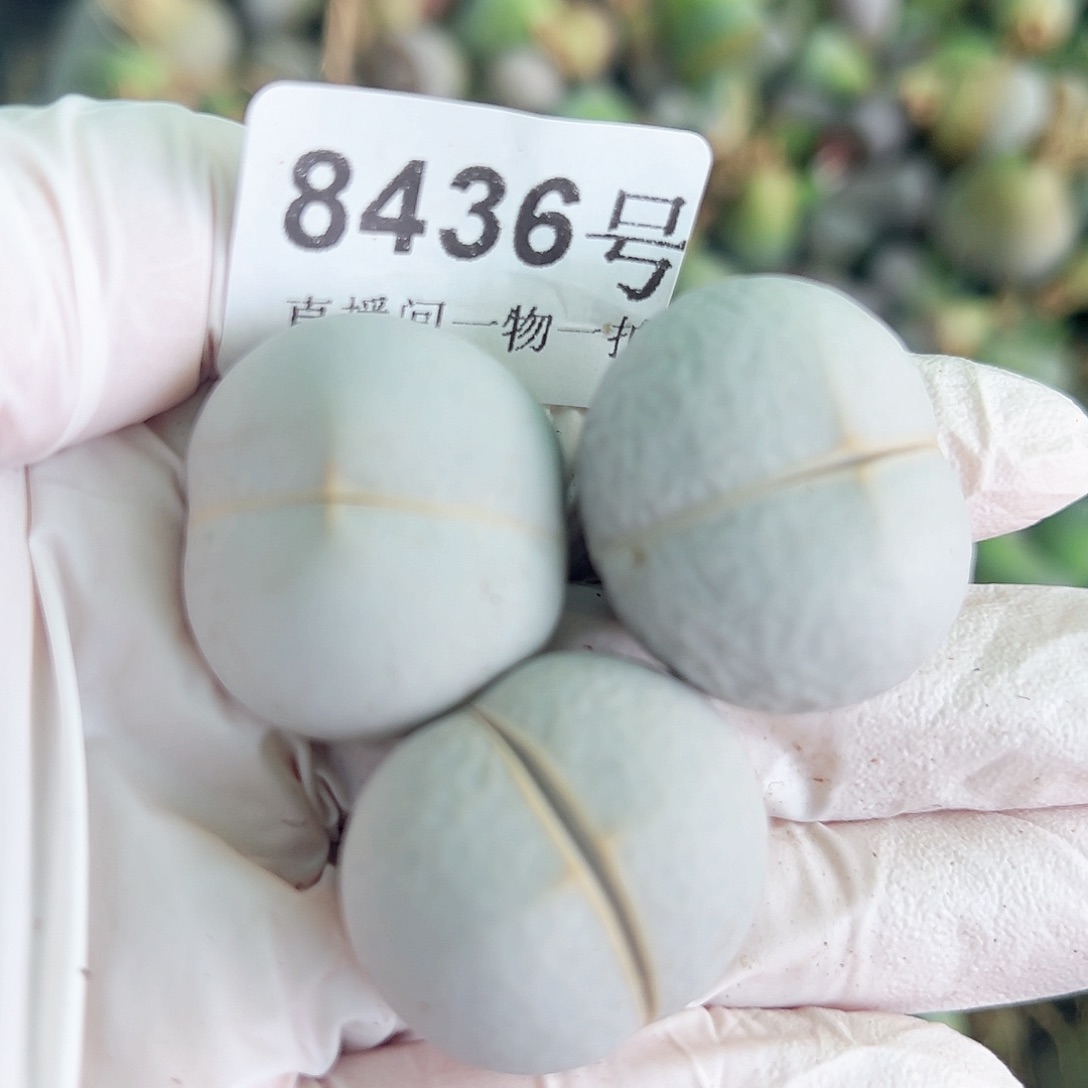 8436 好养易活生石花大母本3个有点干特价