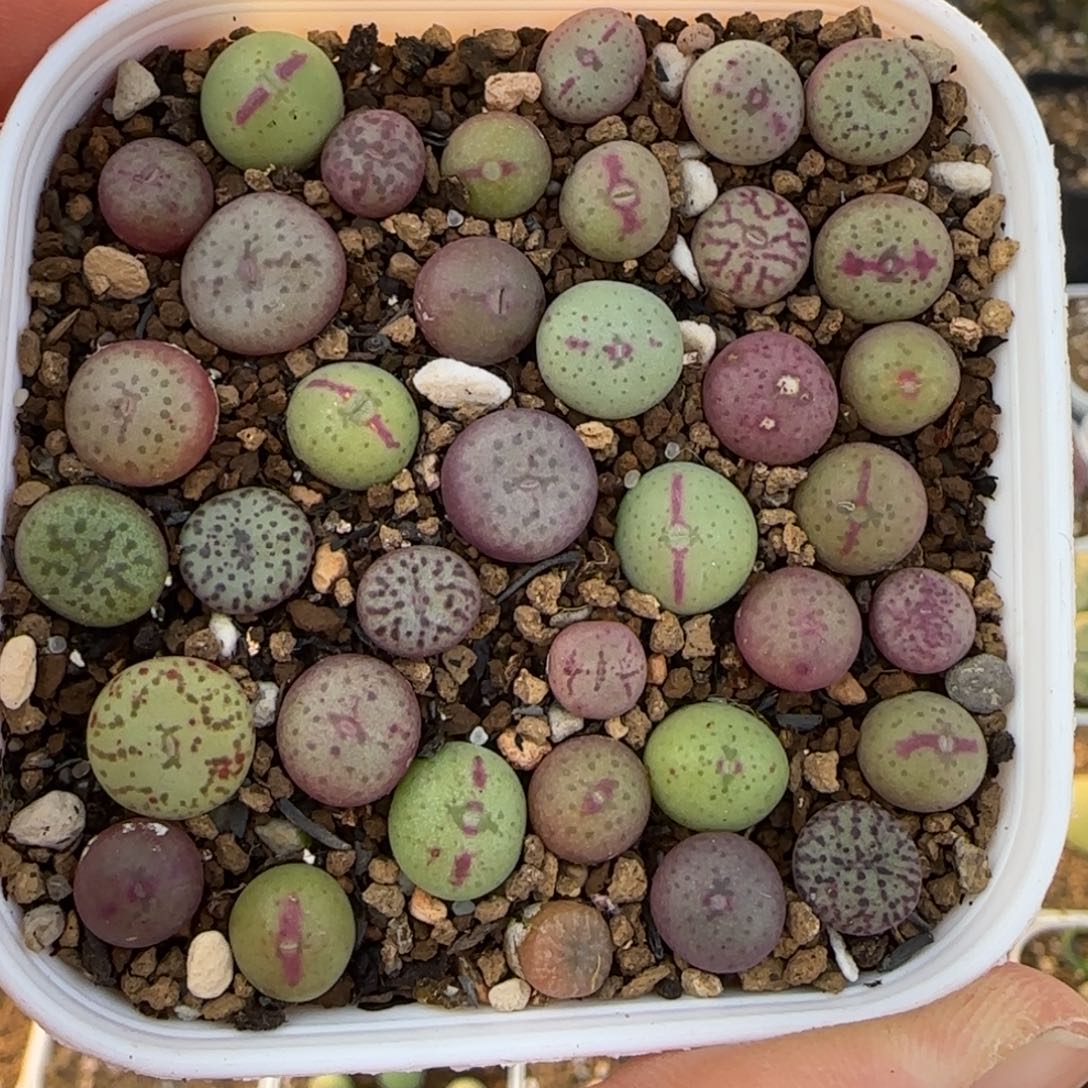 肉锥组合多肉植物百科